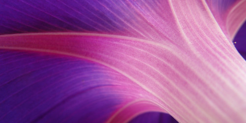 Friday scent of the day 8/28 :: Now Smell This