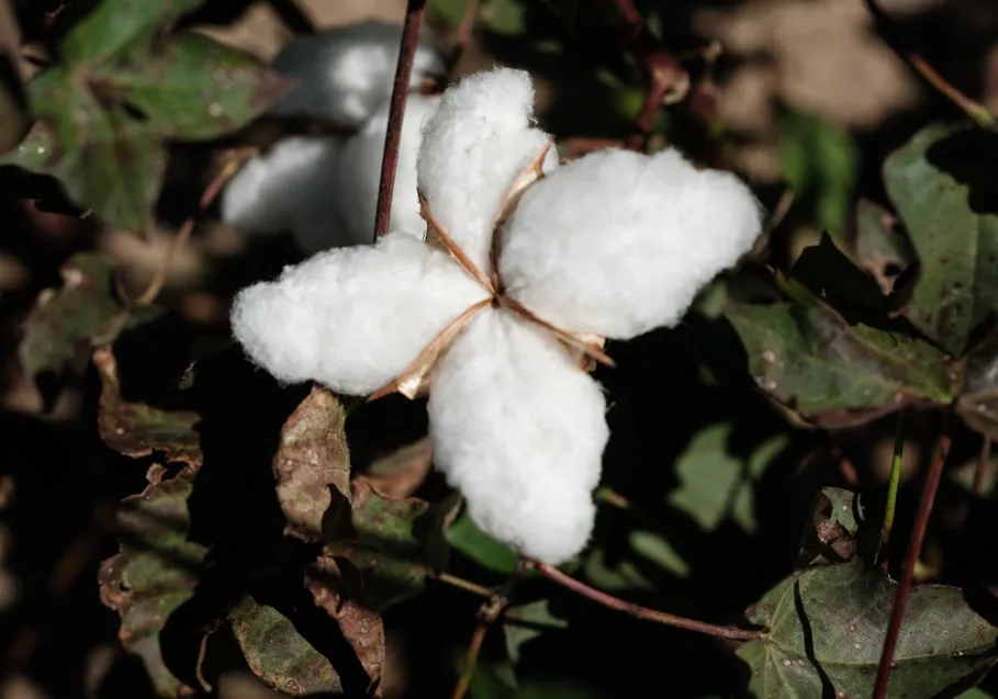 AmeriBangla Launches Bangladesh’s First Raw Cotton Digital Marketplace