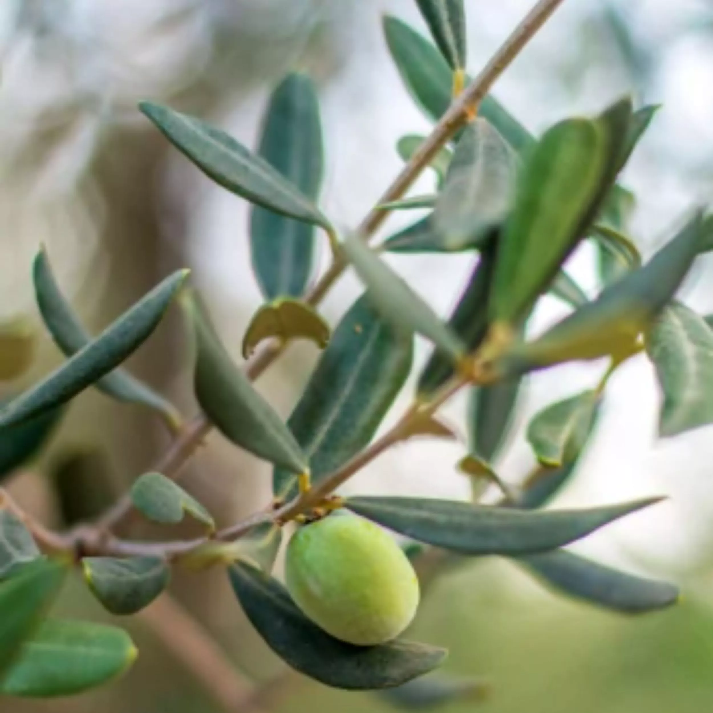 fragrance image
